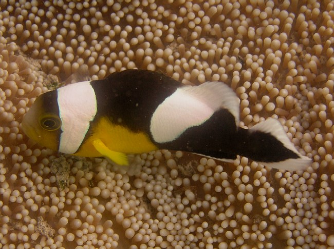 Amphiprion polymnus 00379.JPG